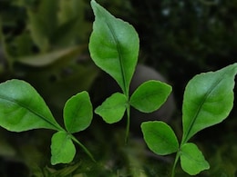 10 Powerful Health Benefits Of Bel Leaves You Need to Know