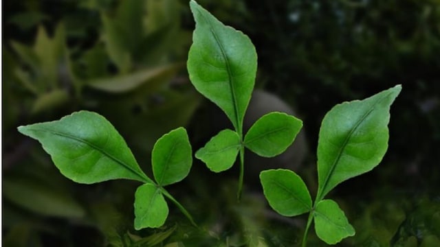 Bel leaves can boost immunity and help you manage stress