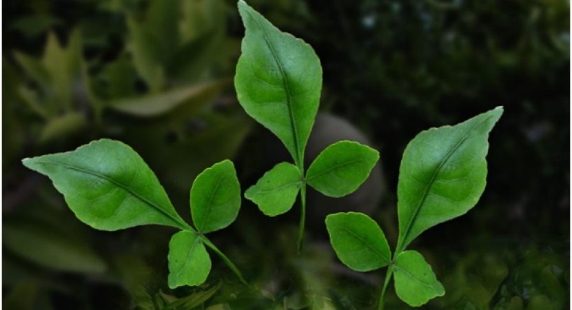Bel leaves can boost immunity and help you manage stress