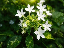 सिर से लेकर पांव तक की बीमारियों के लिए काल हैं ये सफेद फूल, जानें चित्रक के फायदे