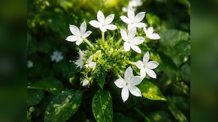 सिर से लेकर पांव तक की बीमारियों के लिए काल हैं ये सफेद फूल, जानें चित्रक के फायदे