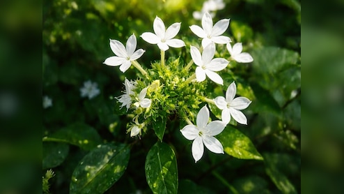 सिर से लेकर पांव तक की बीमारियों के लिए काल हैं ये सफेद फूल, जानें चित्रक के फायदे