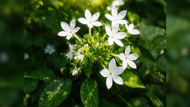 सिर से लेकर पांव तक की बीमारियों के लिए काल हैं ये सफेद फूल, जानें चित्रक के फायदे