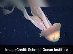 Watch: Massive Phantom Jellyfish Spotted In Rare Deep-Sea Footage