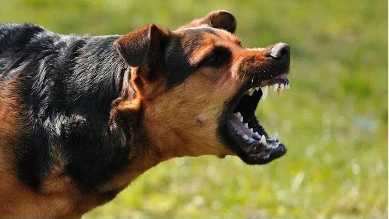 In Big Order, Supreme Court Allows Killing Of Rabid, Aggressive Stray Dogs