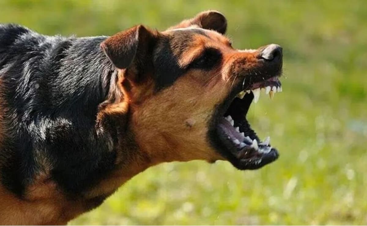 Dog Attack Safety Tips: कुत्तों के हमले से कैसे बचें, अगर सड़क पर कुत्ते घेर लें तो क्या करें?