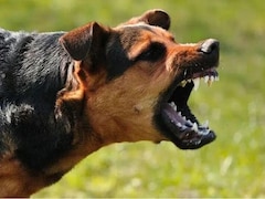 Dog Attack Safety Tips: कुत्तों के हमले से कैसे बचें, सड़क पर कुत्ते घेर लें तो घबराएं नहीं, ये 5 काम करें