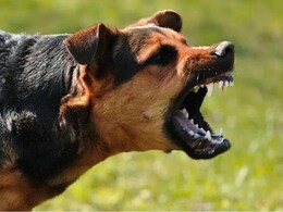 Dog Attack Safety Tips: कुत्तों के हमले से कैसे बचें, सड़क पर कुत्ते घेर लें तो घबराएं नहीं, ये 5 काम करें