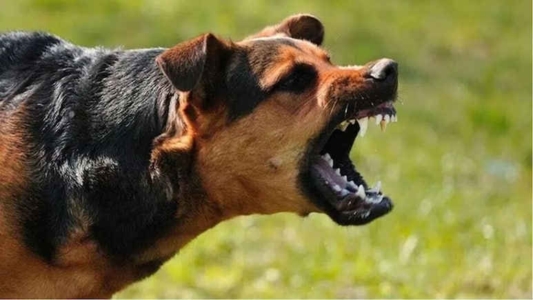 Dog Attack Safety Tips: कुत्तों के हमले से कैसे बचें, सड़क पर कुत्ते घेर लें तो घबराएं नहीं, ये 5 काम करें