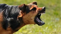 In Big Order, Supreme Court Allows Killing Of Rabid, Aggressive Stray Dogs