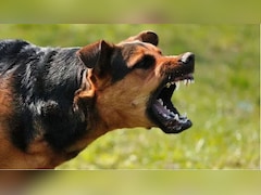 अहिल्यानगर: आवारा कुत्ते ने घर के बाहर खेल रही 2 साल की बच्ची पर किया हमला, हालत गंभीर