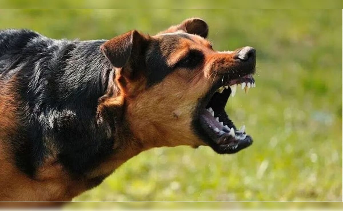 अहिल्यानगर: आवारा कुत्ते ने घर के बाहर खेल रही 2 साल की बच्ची पर किया हमला, हालत गंभीर