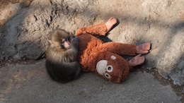 Why A Baby Monkey And His Orangutan Toy From A Japanese Zoo Have The Internet In Tears