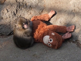 Why A Baby Monkey And His Orangutan Toy From A Japanese Zoo Have The Internet In Tears