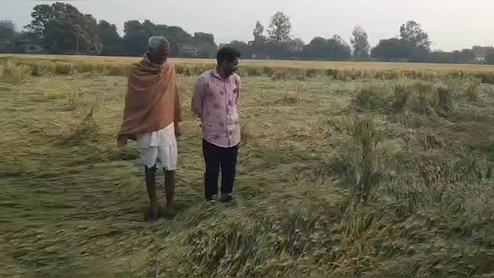 एमपी में अचानक बारिश से फसलें बर्बाद, किसानों को मुआवजा देगी सरकार; IMD ने फिर जारी किया बारिश का अलर्ट