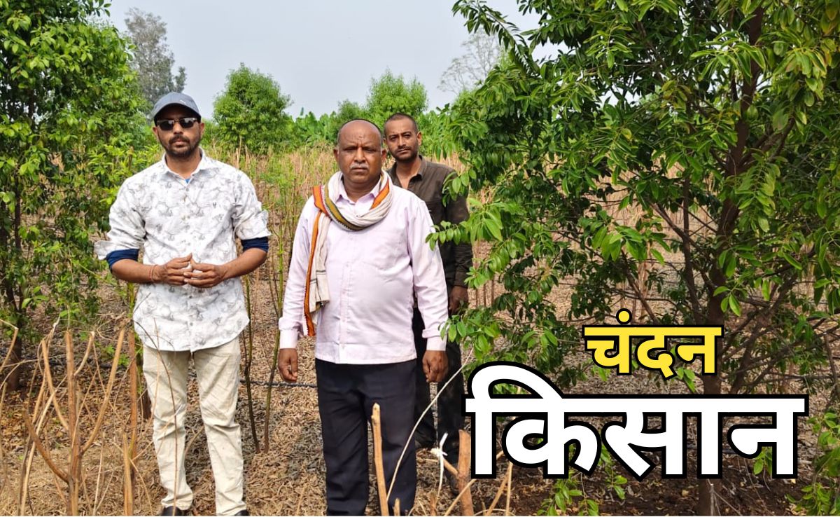 White Sandalwood: PM मोदी की 'मन की बात' से प्रेरित होकर शुरू की सफेद चंदन की खेती, किसान को अब मिलेगा 5 करोड़ का गारंटीड मुनाफा!
