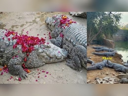 कराची की इस मजार में रहता है 200 मगरमच्छों का खानदान, मांस की जगह खाते हैं मिठाइयां