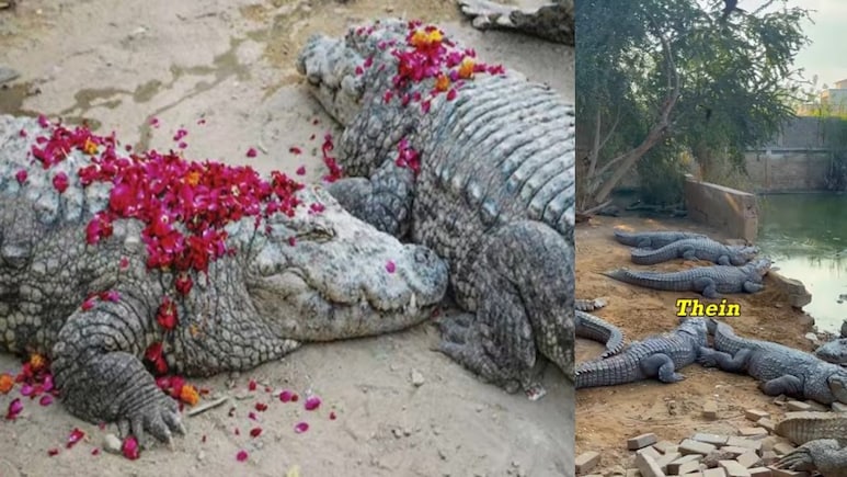 कराची की इस मजार में रहता है 200 मगरमच्छों का खानदान, मांस की जगह खाते हैं मिठाइयां