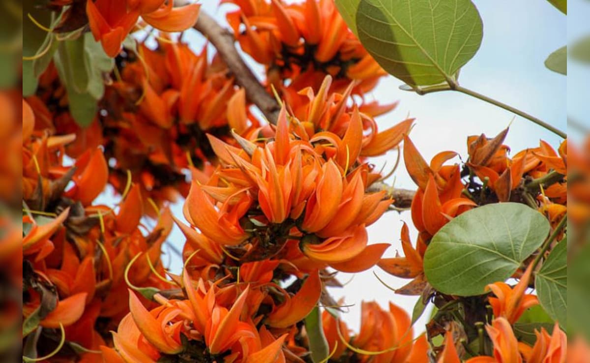 Latest and Breaking News on NDTV