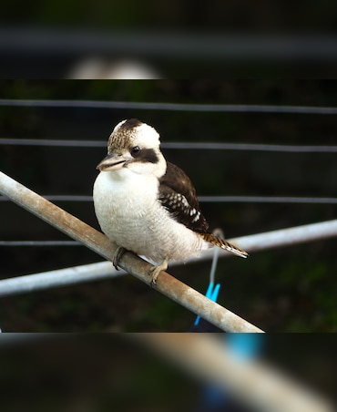 This Bird Is Famous For Its Loud, Laughing Call