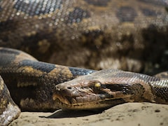 जहर नहीं, जबरदस्त ताकत है इसकी पहचान! एक लपेट में शिकार का दम घोंट देता है भारतीय रॉक पाइथन