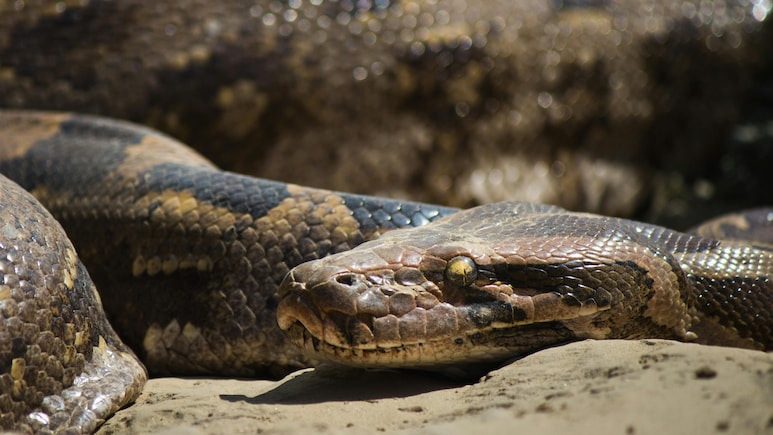 जहर नहीं, जबरदस्त ताकत है इसकी पहचान! एक लपेट में शिकार का दम घोंट देता है भारतीय रॉक पाइथन