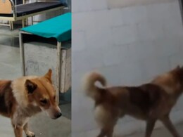 प्रसूति वार्ड में आवारा कुत्ता ! नवजातों की सुरक्षा से खिलवाड़ का वीडियो वायरल