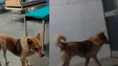प्रसूति वार्ड में आवारा कुत्ता ! नवजातों की सुरक्षा से खिलवाड़ का वीडियो वायरल