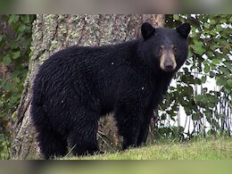 भालू ने कर दिया पति पर हमला, पत्नी उसे बचाने के लिए जान पर खेल गई