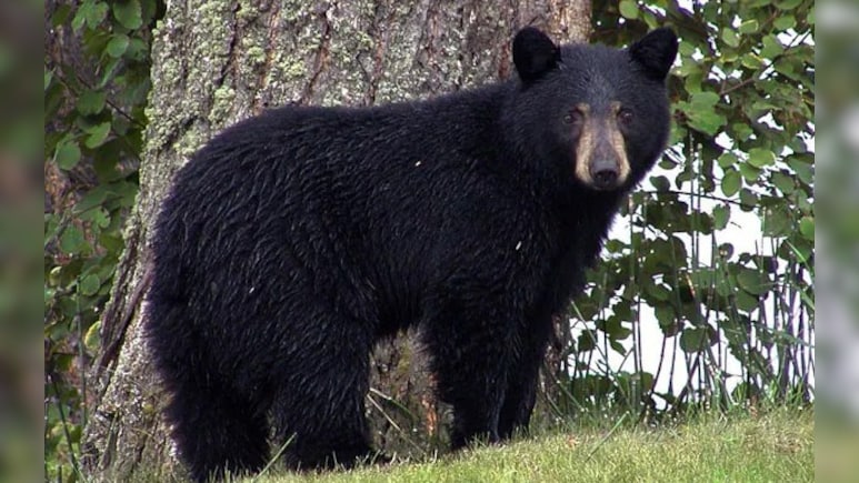 भालू ने कर दिया पति पर हमला, पत्नी उसे बचाने के लिए जान पर खेल गई