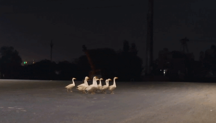 अंधेरे में सड़क करते हैं पार! नोएडा में दिखी बत्तखों की अनूठी मॉर्निंग वॉक