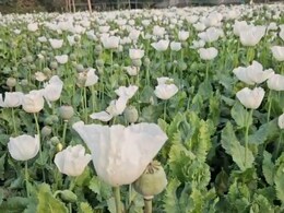 अफीम की खेती: सफेद फूलों के पीछे का कड़वा सच, अब फायदे से ज्यादा जोखिम का सौदा!