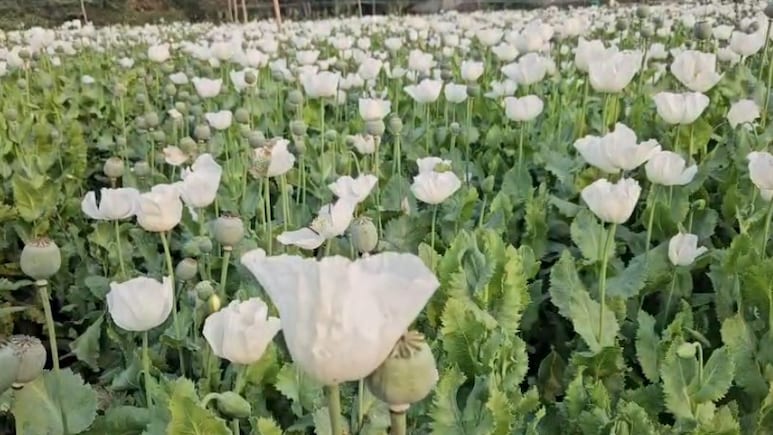 अफीम की खेती: सफेद फूलों के पीछे का कड़वा सच, अब फायदे से ज्यादा जोखिम का सौदा!