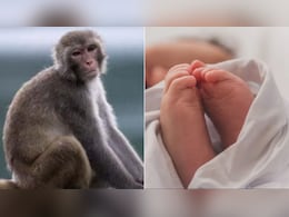 डेढ़ माह के बच्चे को लेकर भागा बंदर, गांव वालों की समझदारी ने ऐसे बचाया मासूम