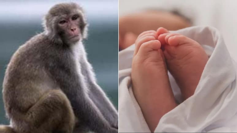 डेढ़ माह के बच्चे को लेकर भागा बंदर, गांव वालों की समझदारी ने ऐसे बचाया मासूम