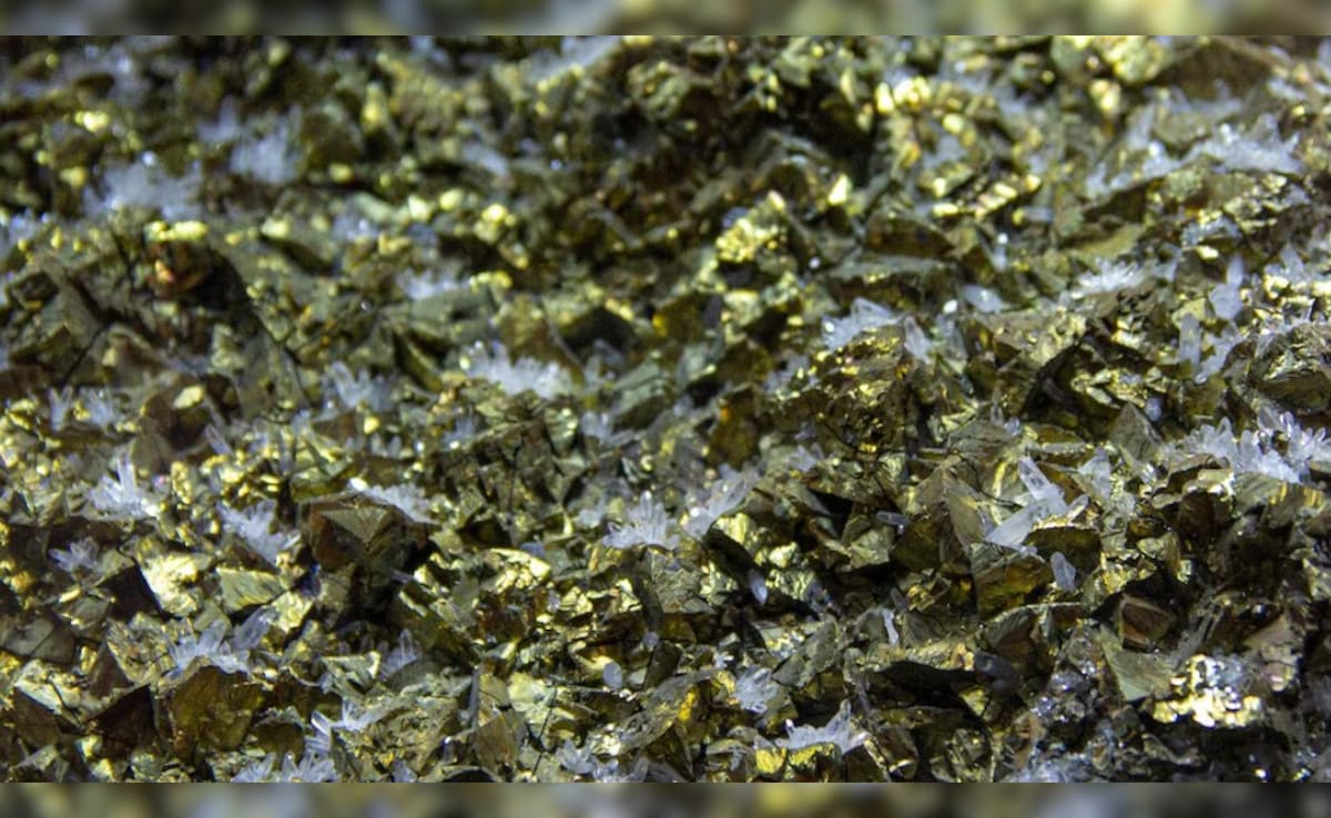 वहां निकल रहा खजाना...सोने की अफवाह फैलते ही लोगों ने खोद डाले खेत