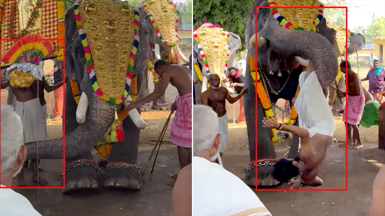 Elephant Throws Mahout Assistant Into The Air During Temple Ritual In Thrissur