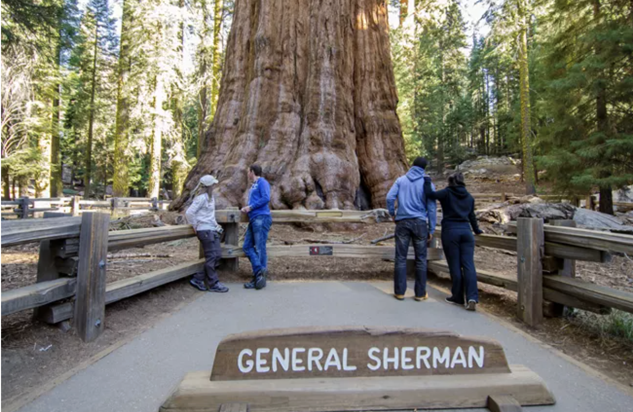 Viral Video: What Giant Sequoia Trees At US National Park Look Like