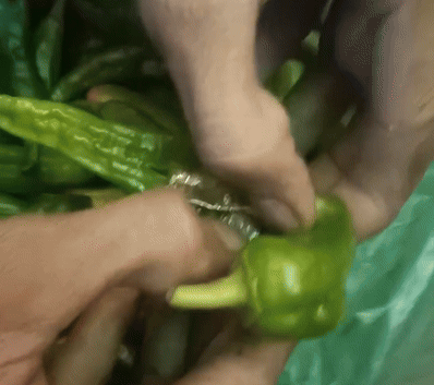 हरी मिर्च में ड्रग्स भरकर कर रहे थे तस्करी, नारकोटिक्स के अधिकारी बोले- ऐसा तो पहली बार हुआ