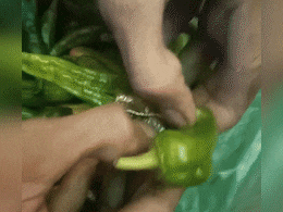 Shocking news: बाप रे! एक मिरची 5,000 रुपयांना! हिरव्या मिरचीचा 'तिखट' कारनामा पाहून पोलीसही हादरले