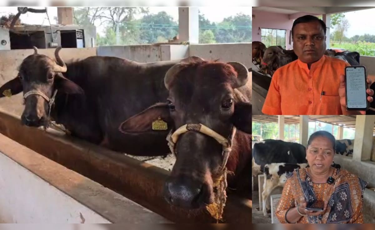पशुपालकों के लिए वरदान साबित हो रहा अमूल AI 'सरलाबेन' ऐप, मवेशियों से जुड़ी हर जानकारी बस एक क्लिक में