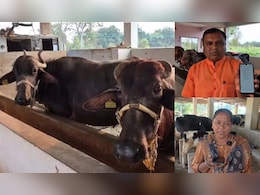 पशुपालकों के लिए वरदान साबित हो रहा अमूल AI 'सरलाबेन' ऐप, मवेशियों से जुड़ी हर जानकारी बस एक क्लिक में