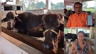 पशुपालकों के लिए वरदान साबित हो रहा अमूल AI 'सरलाबेन' ऐप, मवेशियों से जुड़ी हर जानकारी बस एक क्लिक में