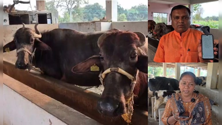 पशुपालकों के लिए वरदान साबित हो रहा अमूल AI 'सरलाबेन' ऐप, मवेशियों से जुड़ी हर जानकारी बस एक क्लिक में