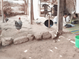 MP का तबेला स्कूल, जहां बकरी, मुर्गी और गायें भी ले रहीं 'क्लास', पढ़ते हैं 40 आदिवासी बच्चे&nbsp;