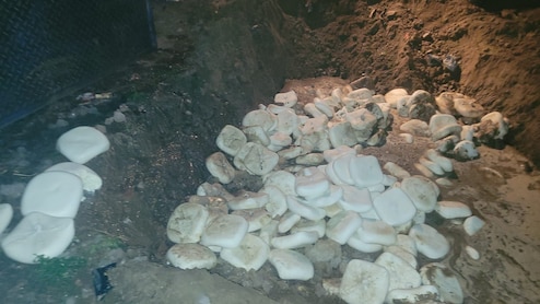 1,200 Kg Adulterated Paneer, 900 Kg Contaminated Khoya Busted In Pre-Holi Food Safety Check