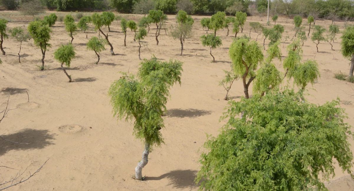 खेजड़ी के समर्थन में महापड़ाव, आज स्‍कूलों में आधे द‍िन की छुट्टी और बाजारें बंद