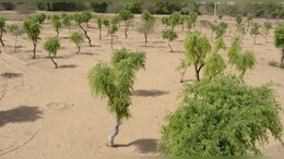 खेजड़ी के समर्थन में महापड़ाव, आज स्&zwj;कूलों में आधे द&zwj;िन की छुट्टी और बाजारें बंद&nbsp;