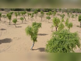 खेजड़ी के समर्थन में महापड़ाव, आज स्&zwj;कूलों में आधे द&zwj;िन की छुट्टी और बाजारें बंद&nbsp;