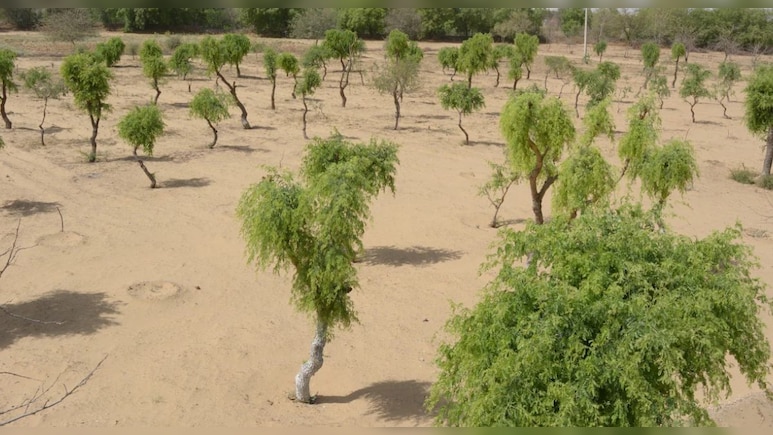 खेजड़ी के समर्थन में महापड़ाव, आज स्&zwj;कूलों में आधे द&zwj;िन की छुट्टी और बाजारें बंद&nbsp;